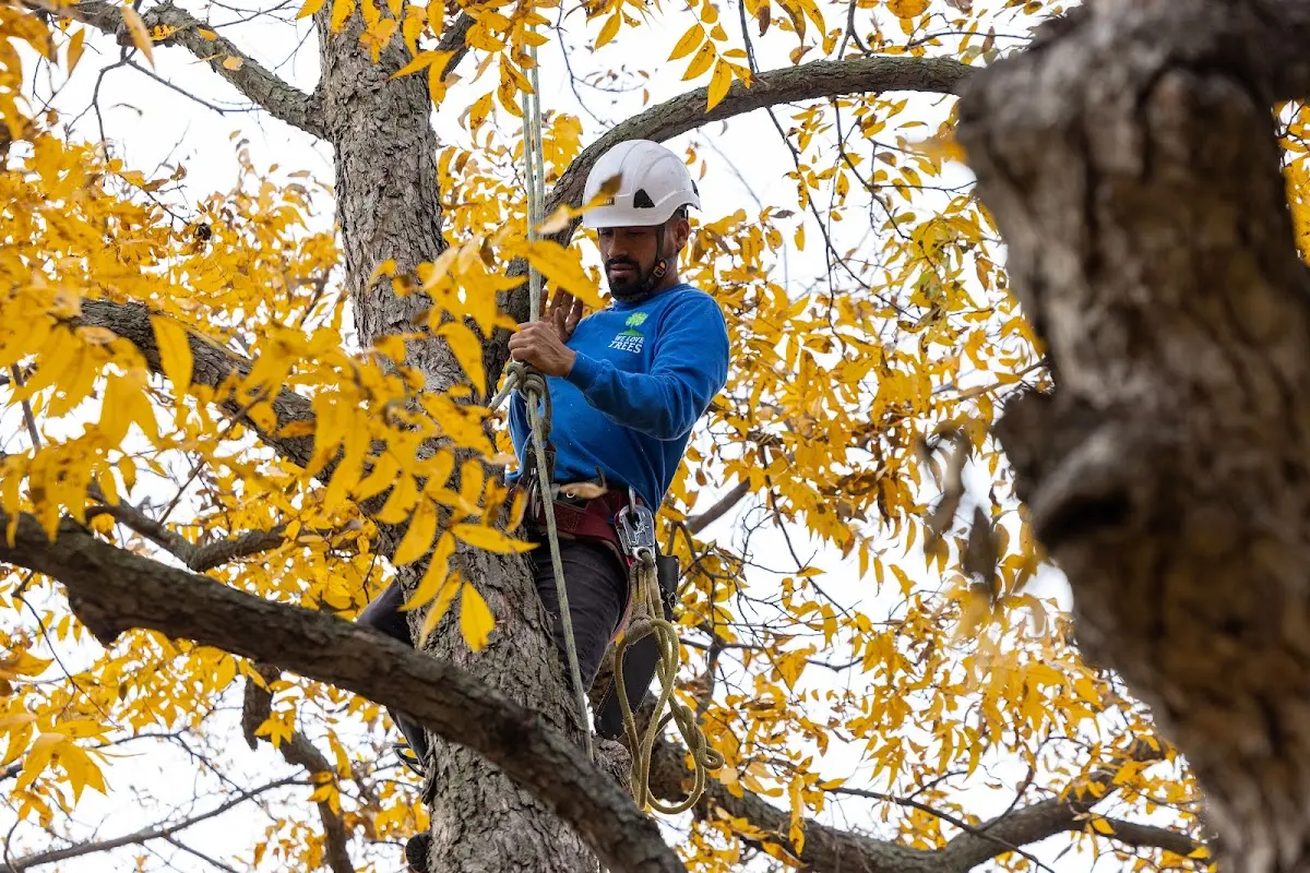 Skilled Emergency Tree Service crew working in Verona